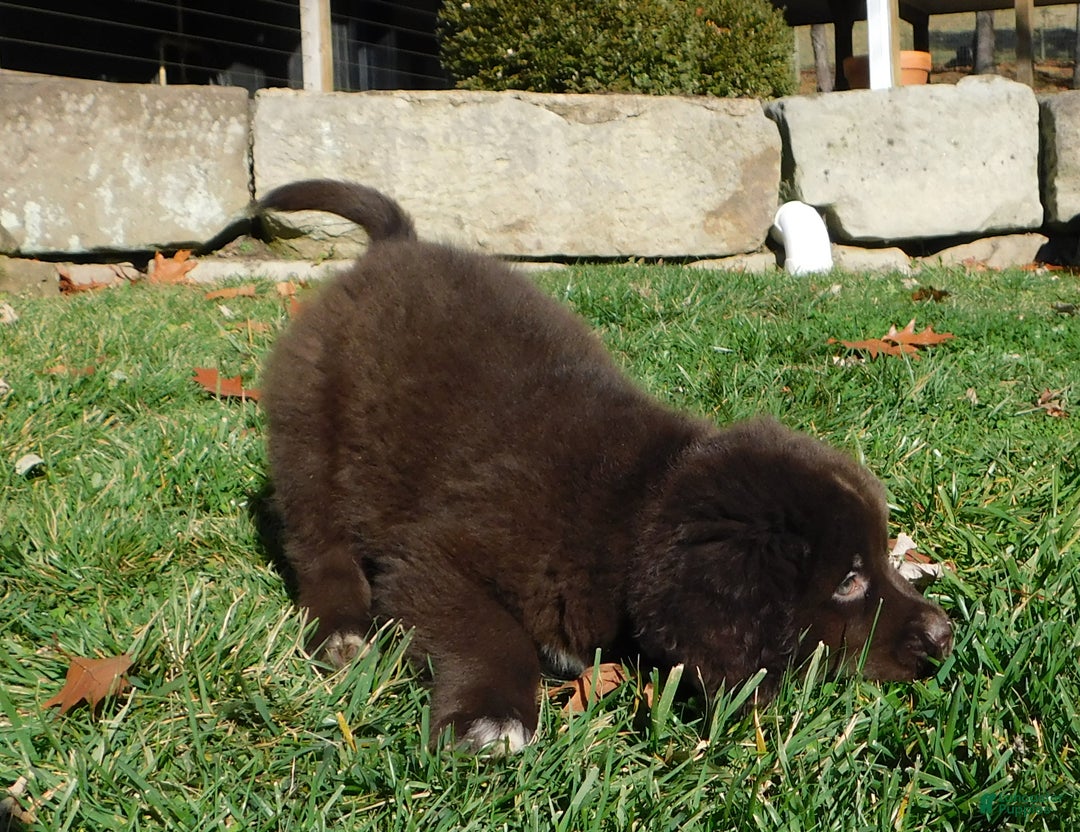 Newfoundland dogs for sale: Joey - Ad 6