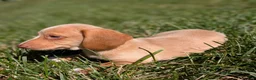 Miniature Dachshund dogs for sale: Biscotti - Ad 5