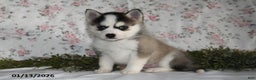Pomsky dogs for sale: Kent - Ad 1