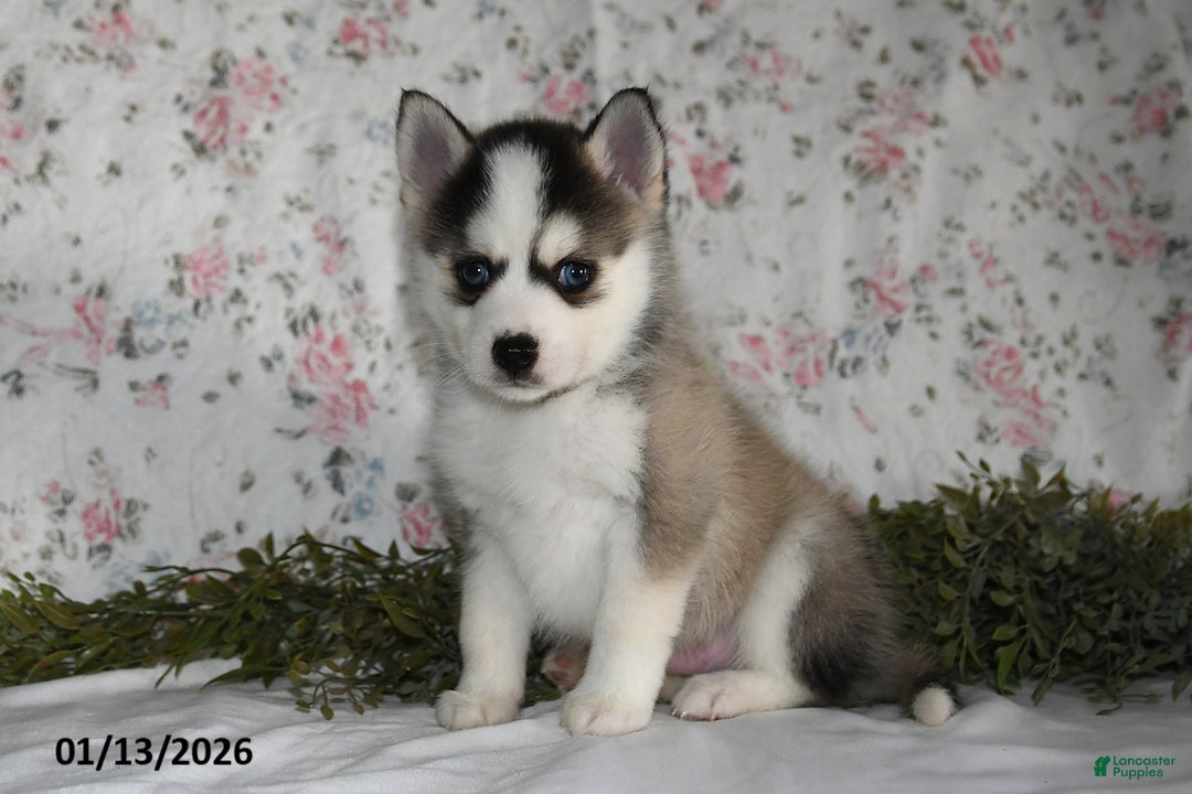Pomsky dogs for sale: Kent - Ad 1