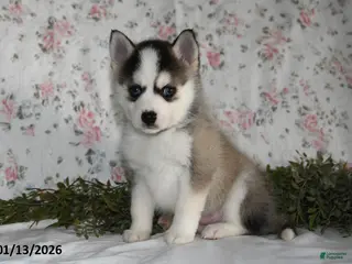 Pomsky dogs Kent - Ad 32