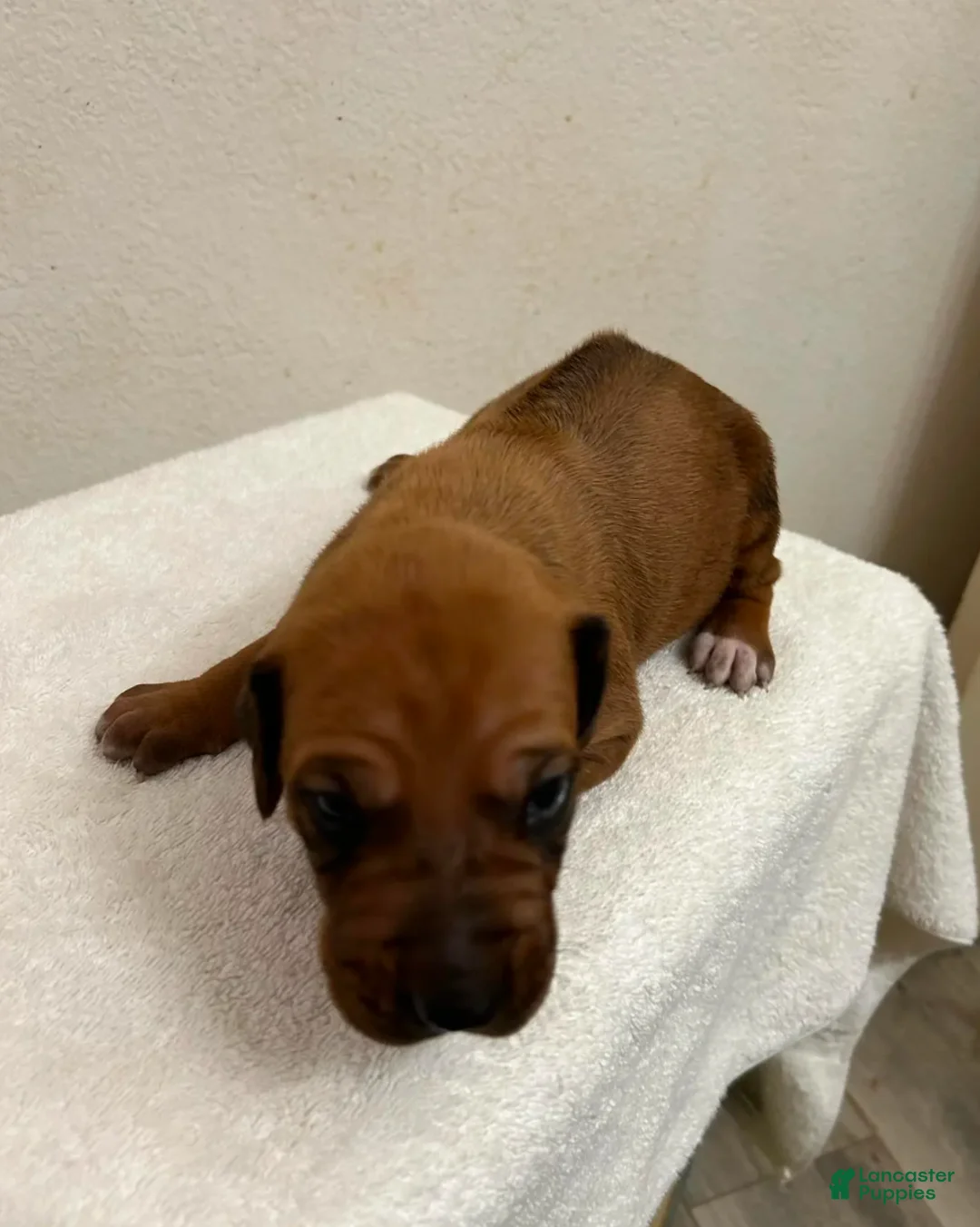 Rhodesian Ridgeback dogs for sale: Rhodesian Ridgeback MALE 5 - Ad 1