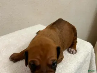 Rhodesian Ridgeback dogs for sale: Rhodesian Ridgeback MALE 5 - Ad 4