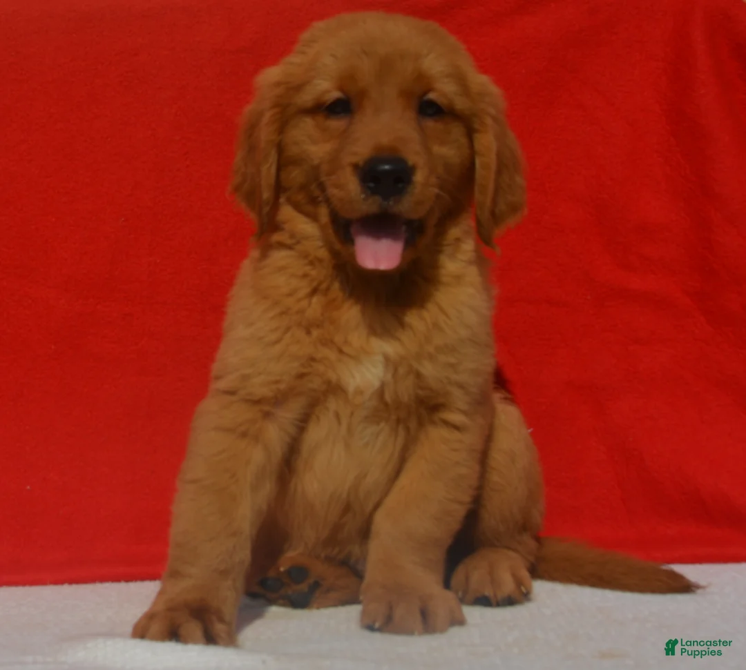 Golden Retriever dogs for sale: Lucas - Ad 2