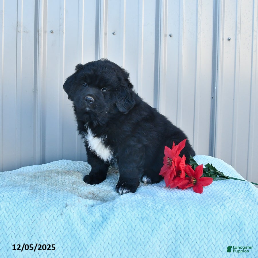 Mixed Breed dogs Cheer  - Ad 24