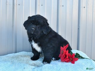 Mixed Breed dogs Cheer - Ad 20