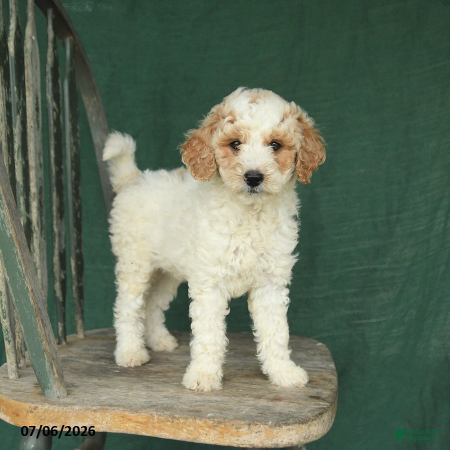 Mini Goldendoodle dogs for sale: Justin - Ad 3