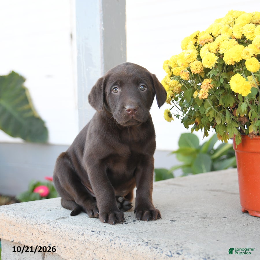 Labrador Retriever dogs for sale: Lottie - Ad 1