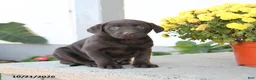 Labrador Retriever dogs for sale: Lottie - Ad 1