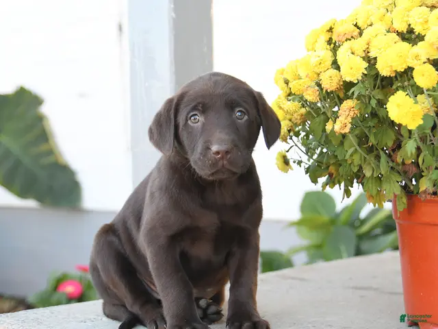 Labrador Retriever dogs for sale: Lottie - Ad 1