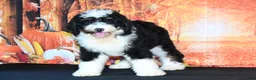 Bernedoodle dogs for sale: Bernedoodle 5 - Ad 3