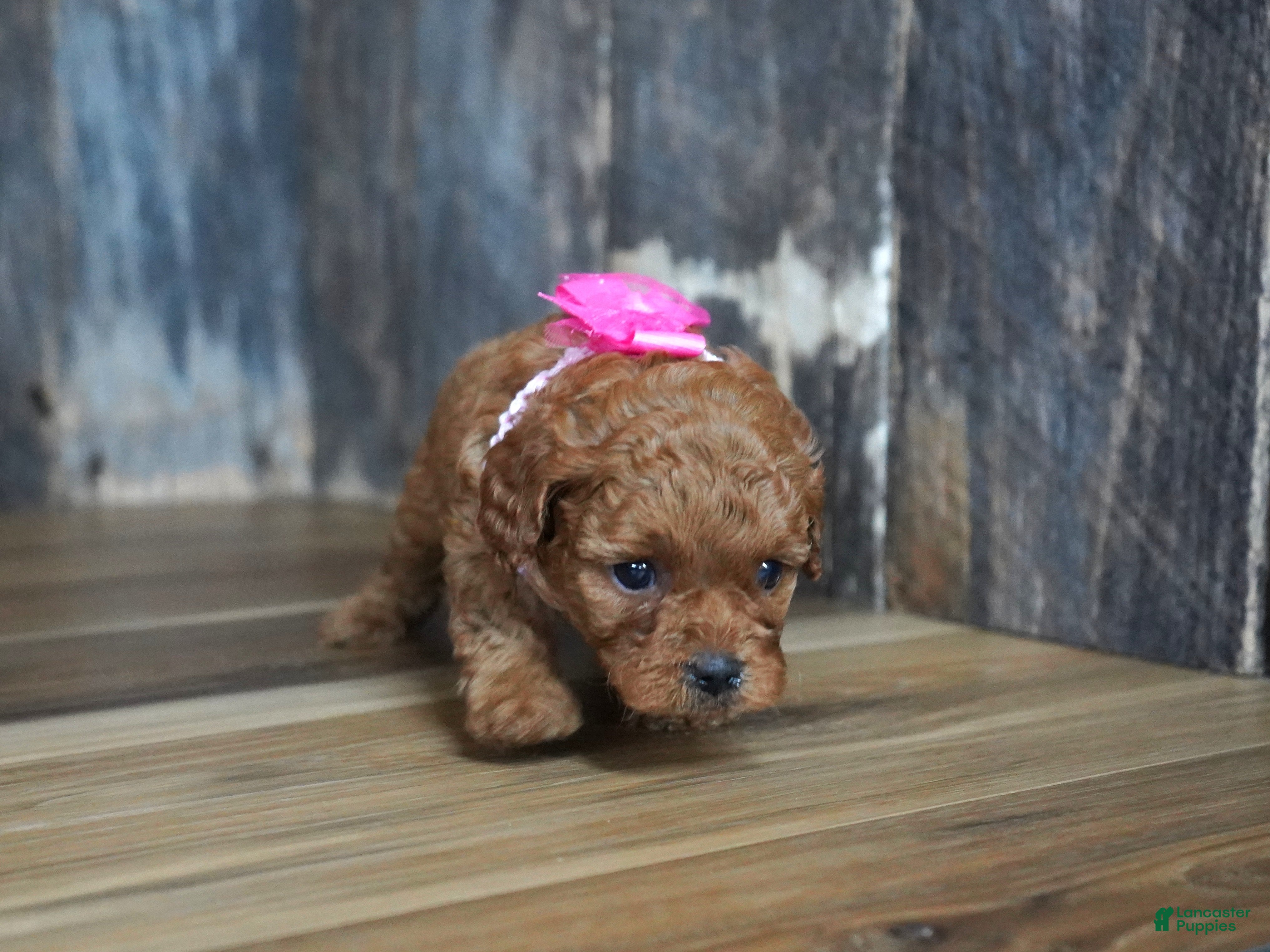 Cavapoo dogs Princess - Ad 2