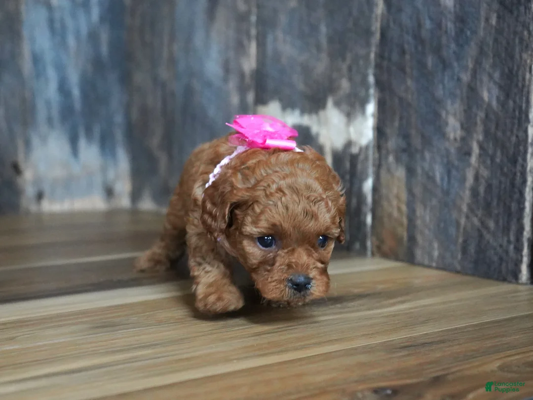 Cavapoo dogs for sale: Princess - Ad 2