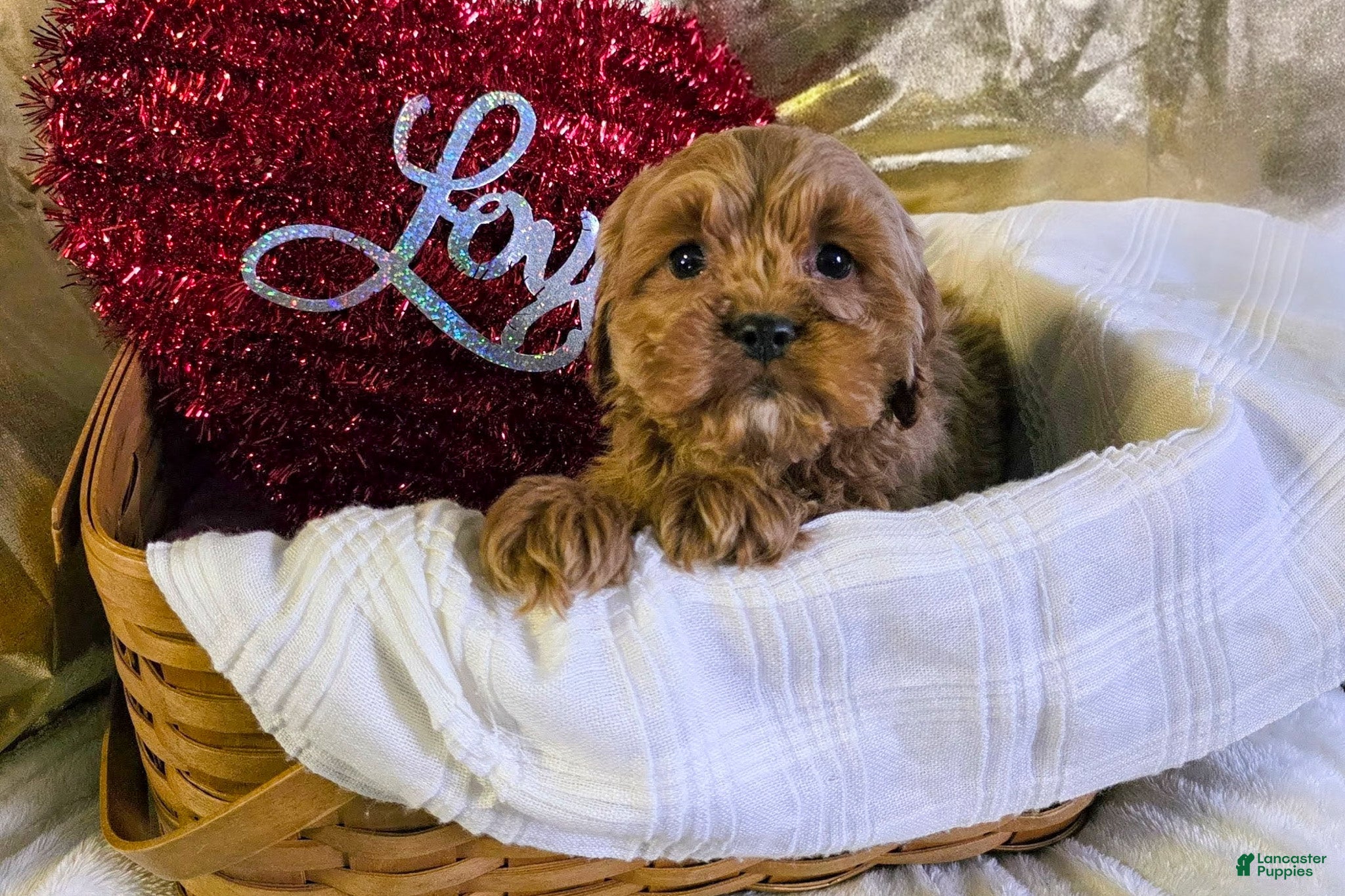 Cockapoo dogs Fido - Ad 2