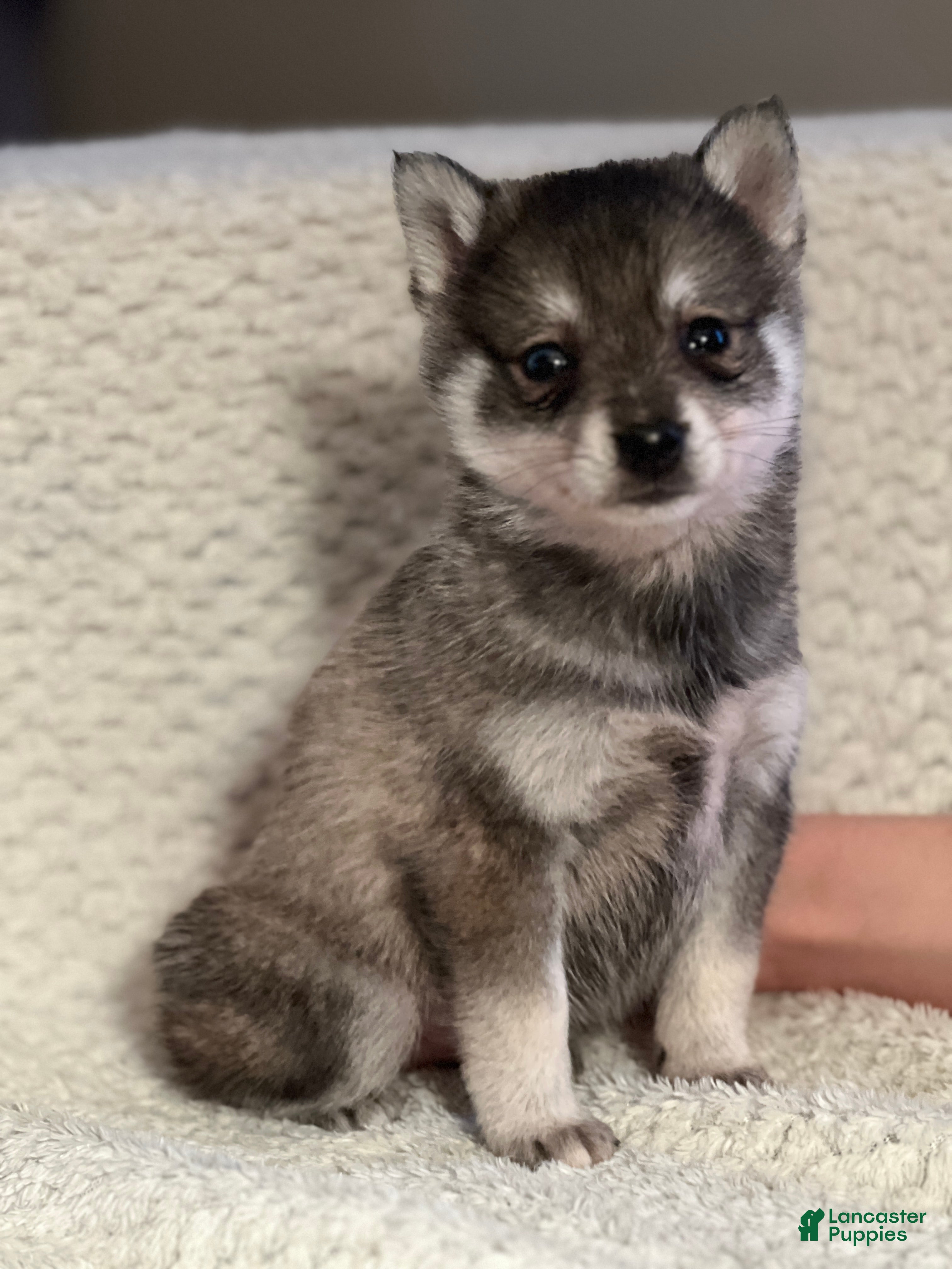 Mixed Breed dogs Paxton - Ad 4