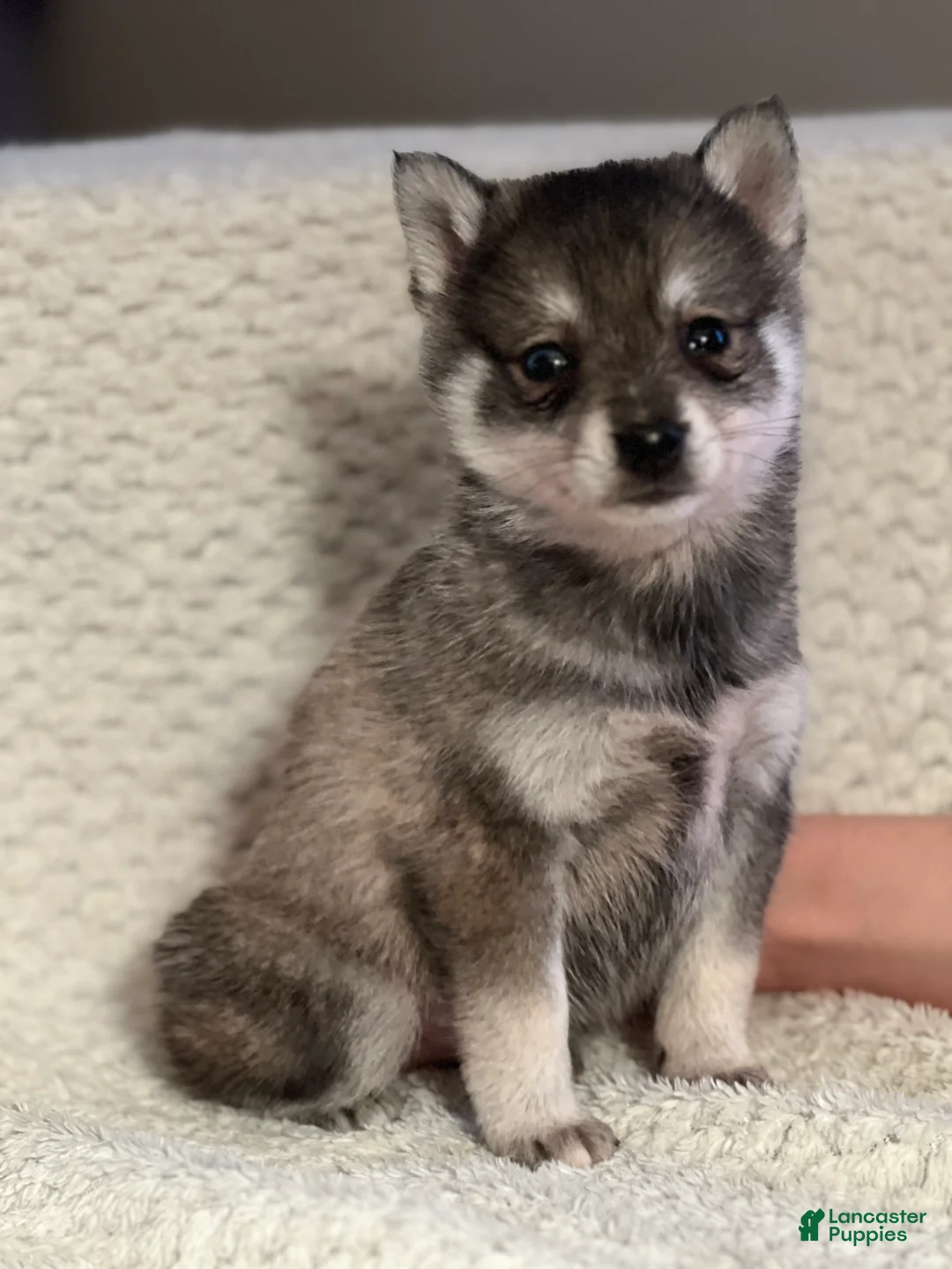 Mixed Breed dogs for sale: Paxton - Ad 1