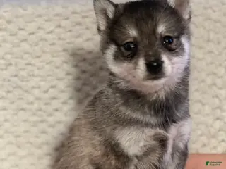 Mixed Breed dogs Paxton - Ad 4