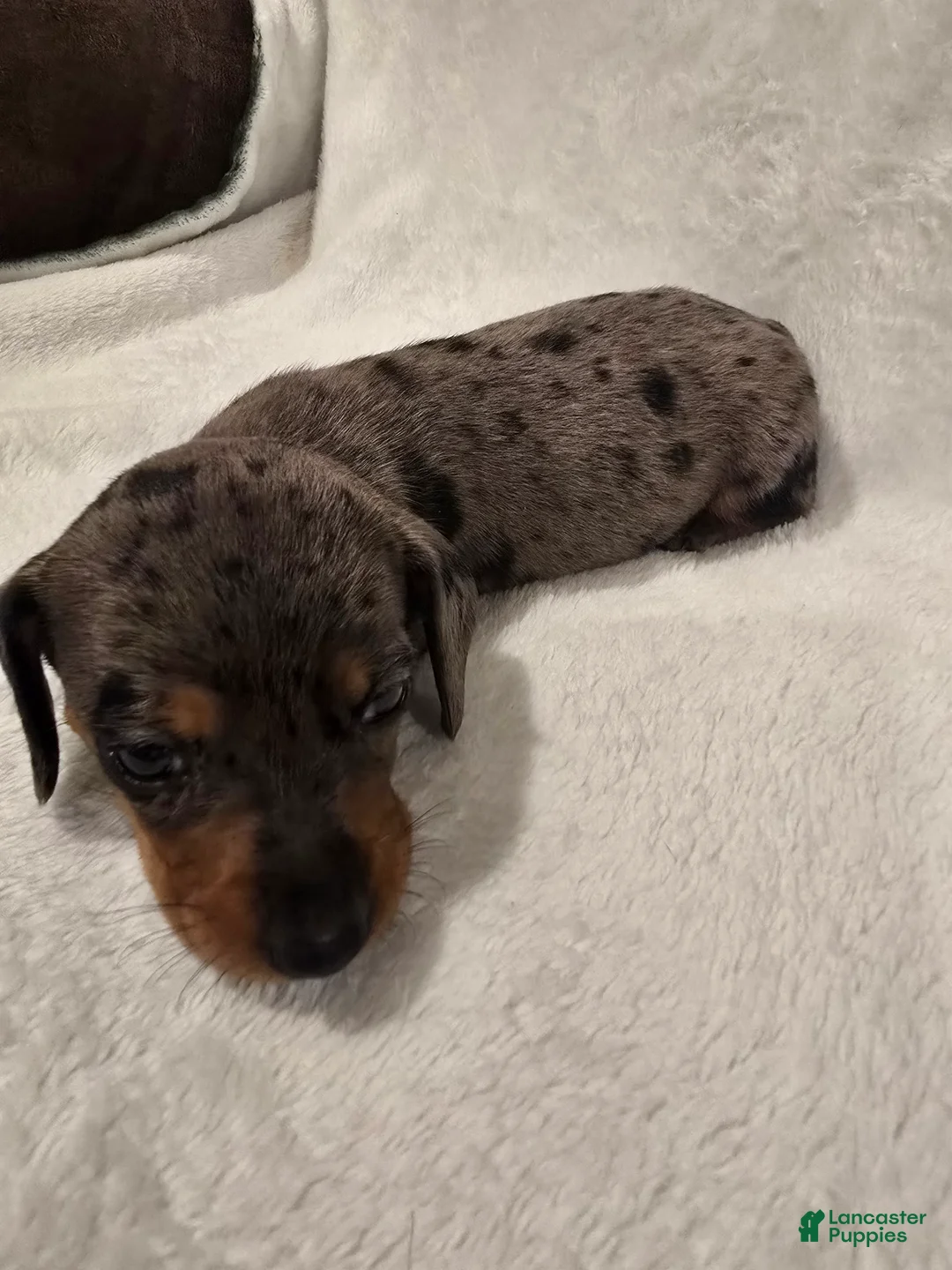 Miniature Dachshund dogs for sale: Moe - Ad 2
