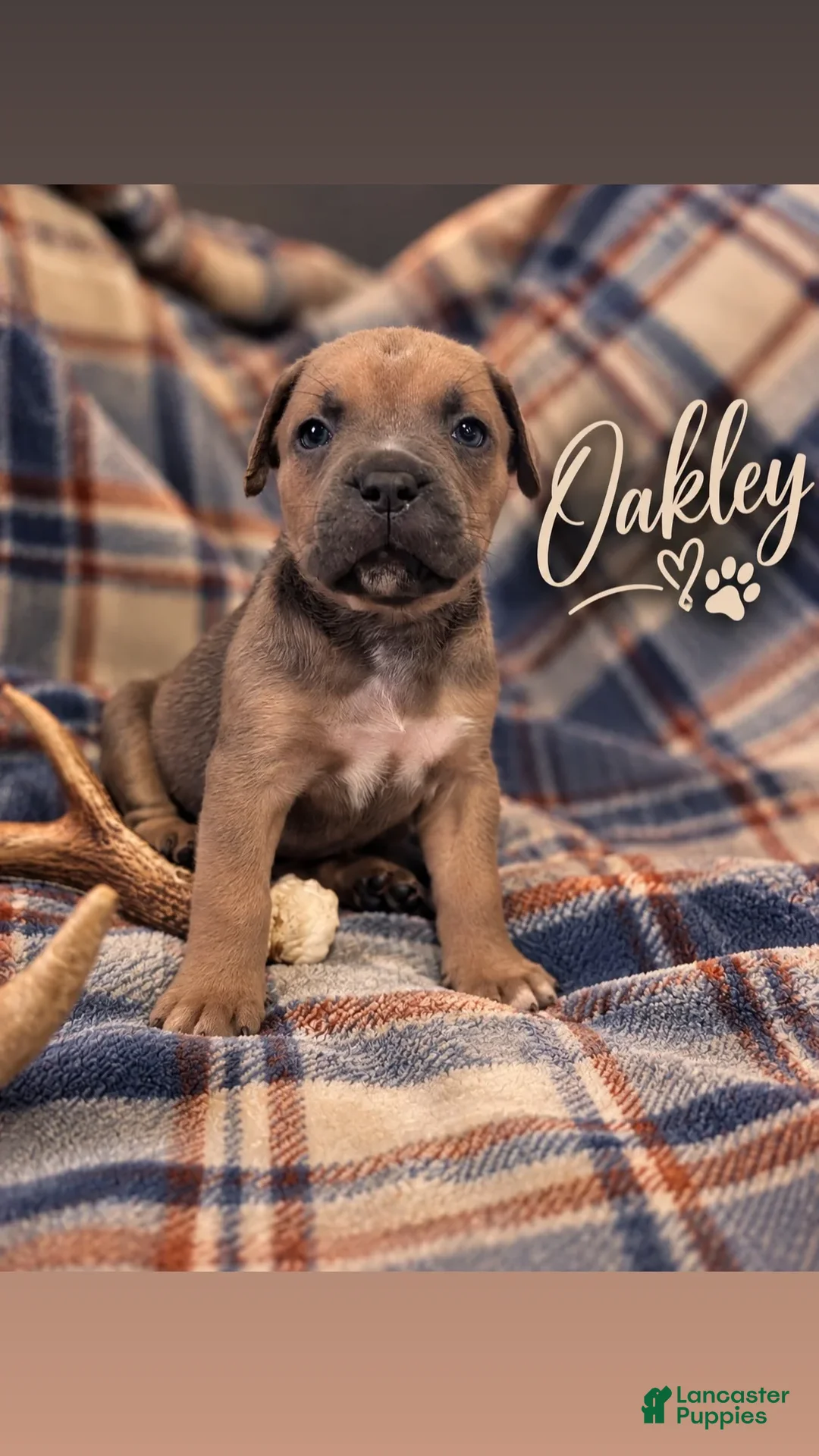 Cane Corso dogs for sale: Oakley - Ad 1