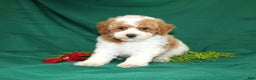 Miniature Poodle dogs for sale: Olaf - Ad 10