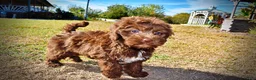 Havapoo dogs for sale: Prince - Ad 7