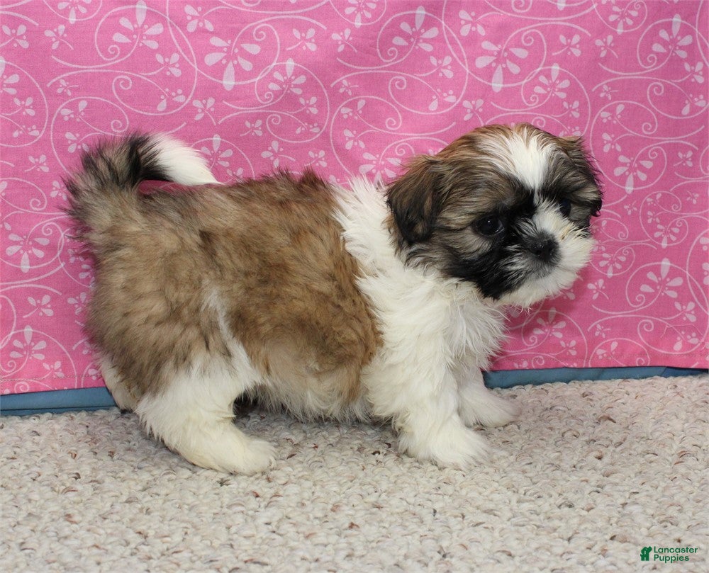 Shih Tzu dogs Joli - Ad 2