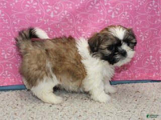 Shih Tzu dogs Joli - Ad 2