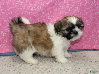 Shih Tzu dogs Joli - Ad 27