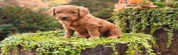 Goldendoodle dogs for sale: Latte - Ad 8