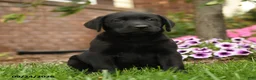 Labrador Retriever dogs for sale: Daisy - Ad 5