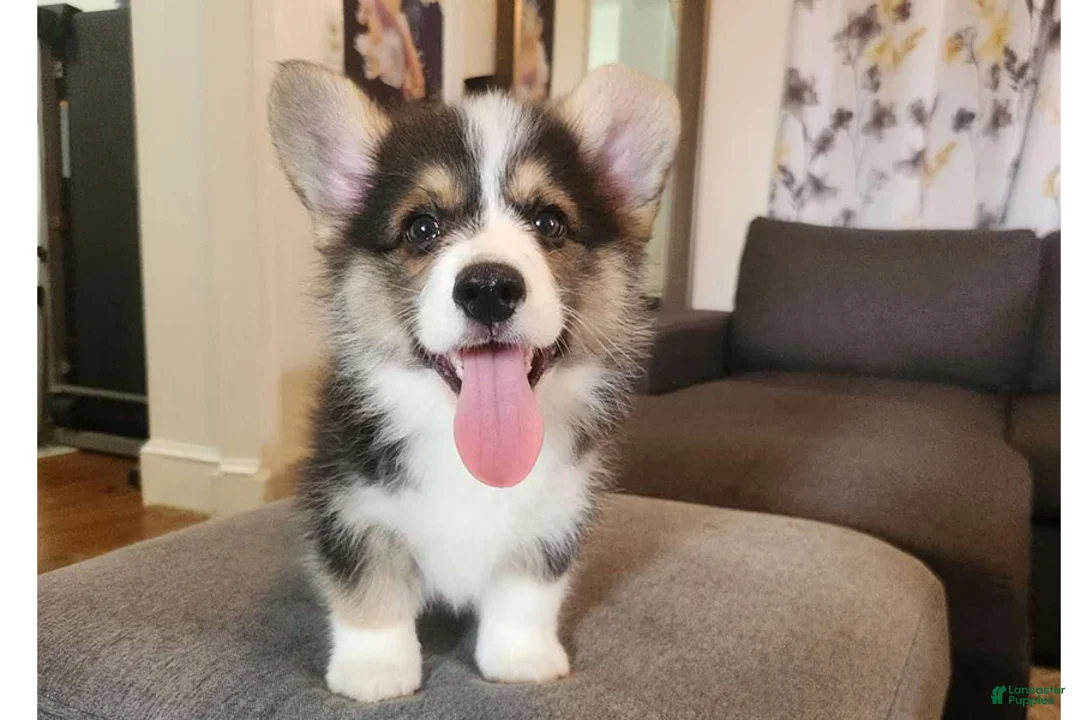 Gallery Image {{count}}