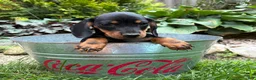 Dachshund dogs for sale: Reiley - Ad 5