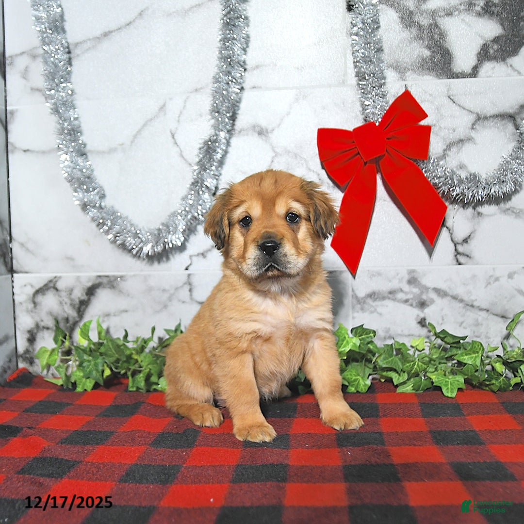 Mini Hippo dogs for sale: Annie - Ad 3