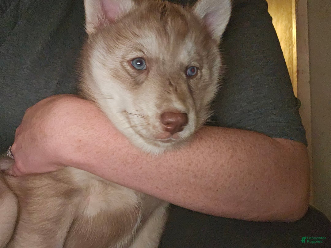 Mixed Breed dogs for sale: Ferocious  - Ad 3