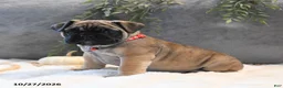 English Bulldog dogs for sale: Maisie - Ad 3