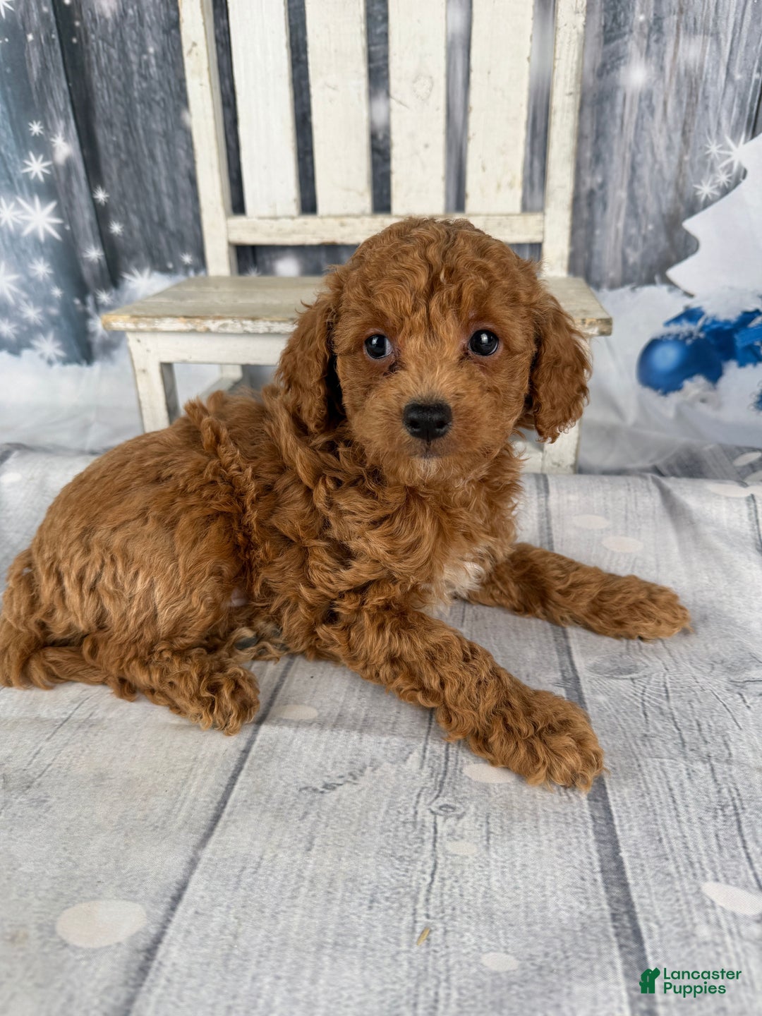 Cavapoo dogs for sale: Red - Ad 8