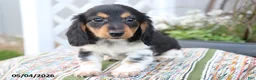 Miniature Dachshund dogs for sale: Oreo - Ad 4
