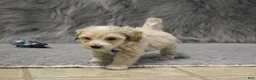 Havapoo dogs for sale: Parker 💙 Miniature - Ad 10