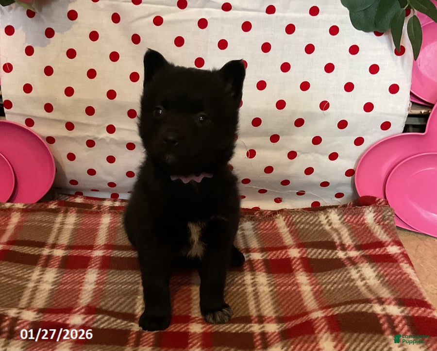 Pomsky dogs Molly - Ad 4