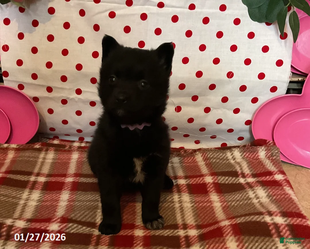 Pomsky dogs for sale: Molly - Ad 1