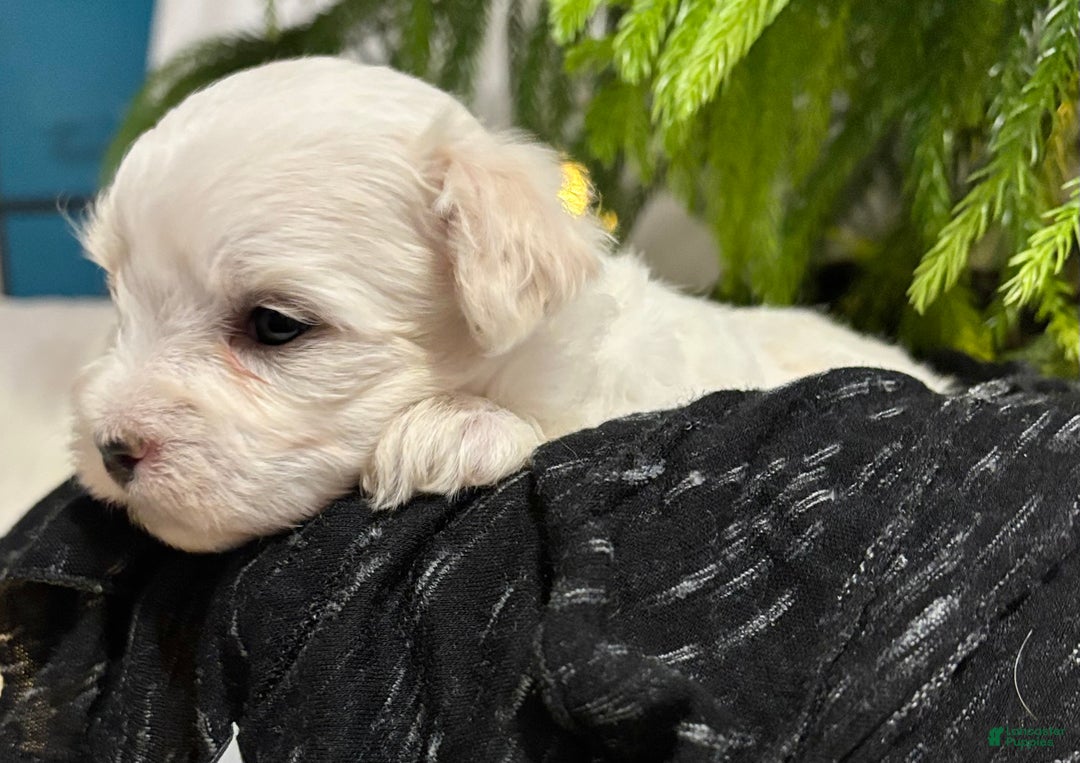 Maltese dogs for sale: Chloe - Ad 2