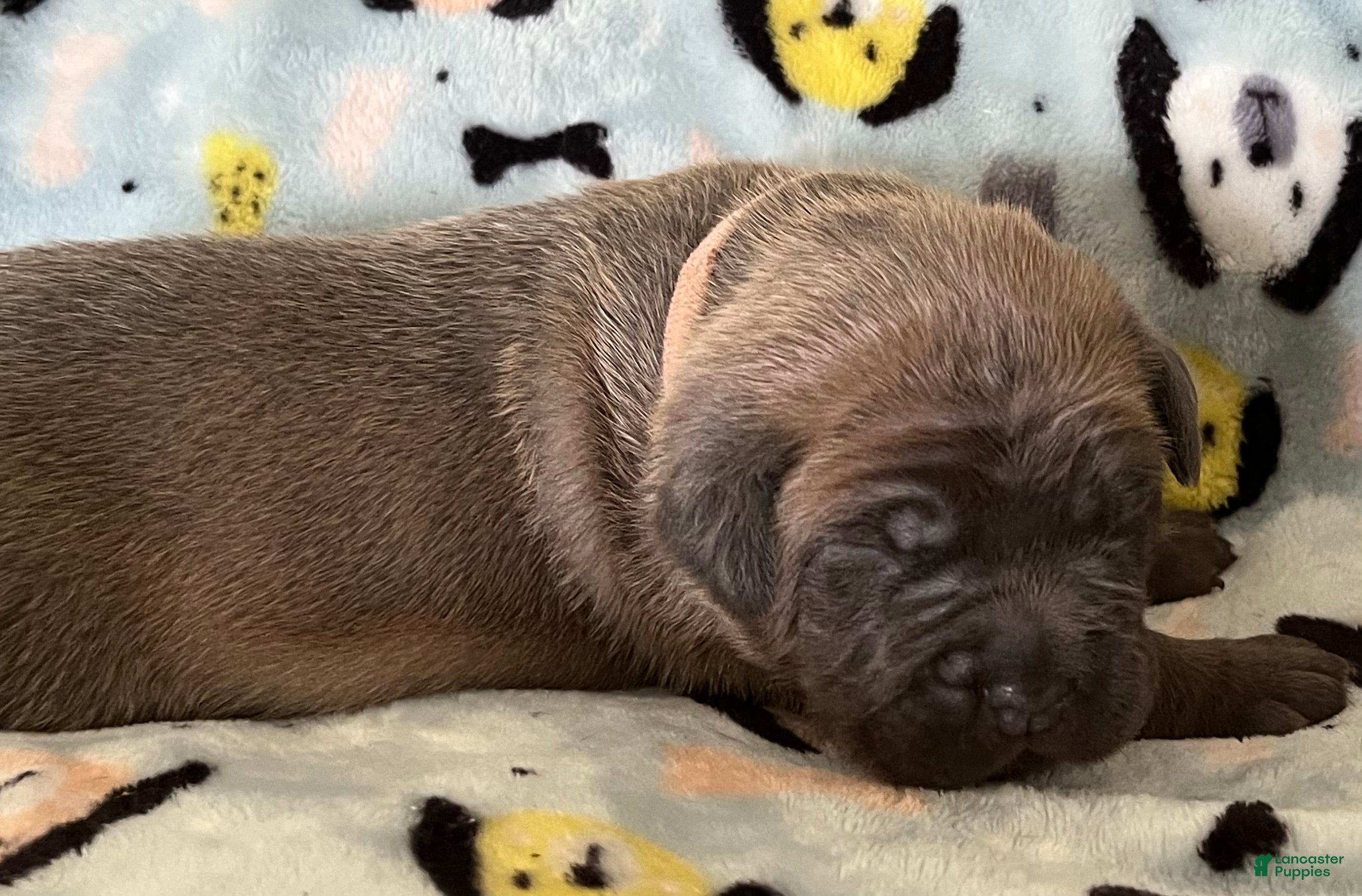 Cane Corso dogs Light pink collar - Ad 2