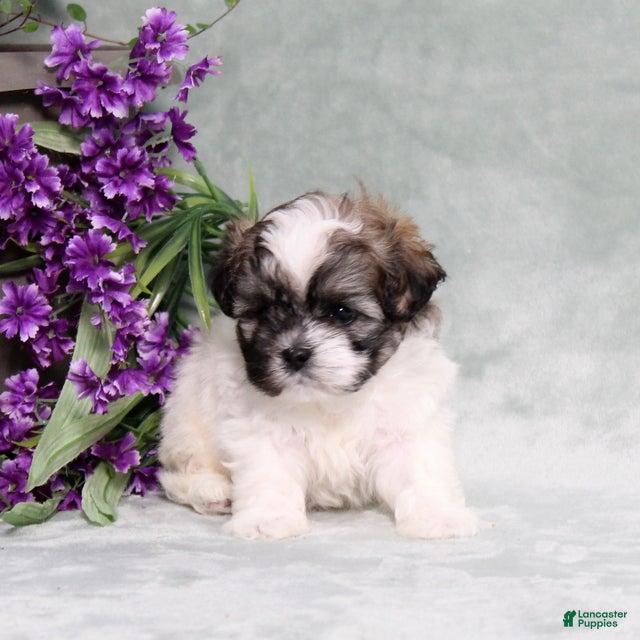 Teddy Bear dogs Waylon - Ad 2
