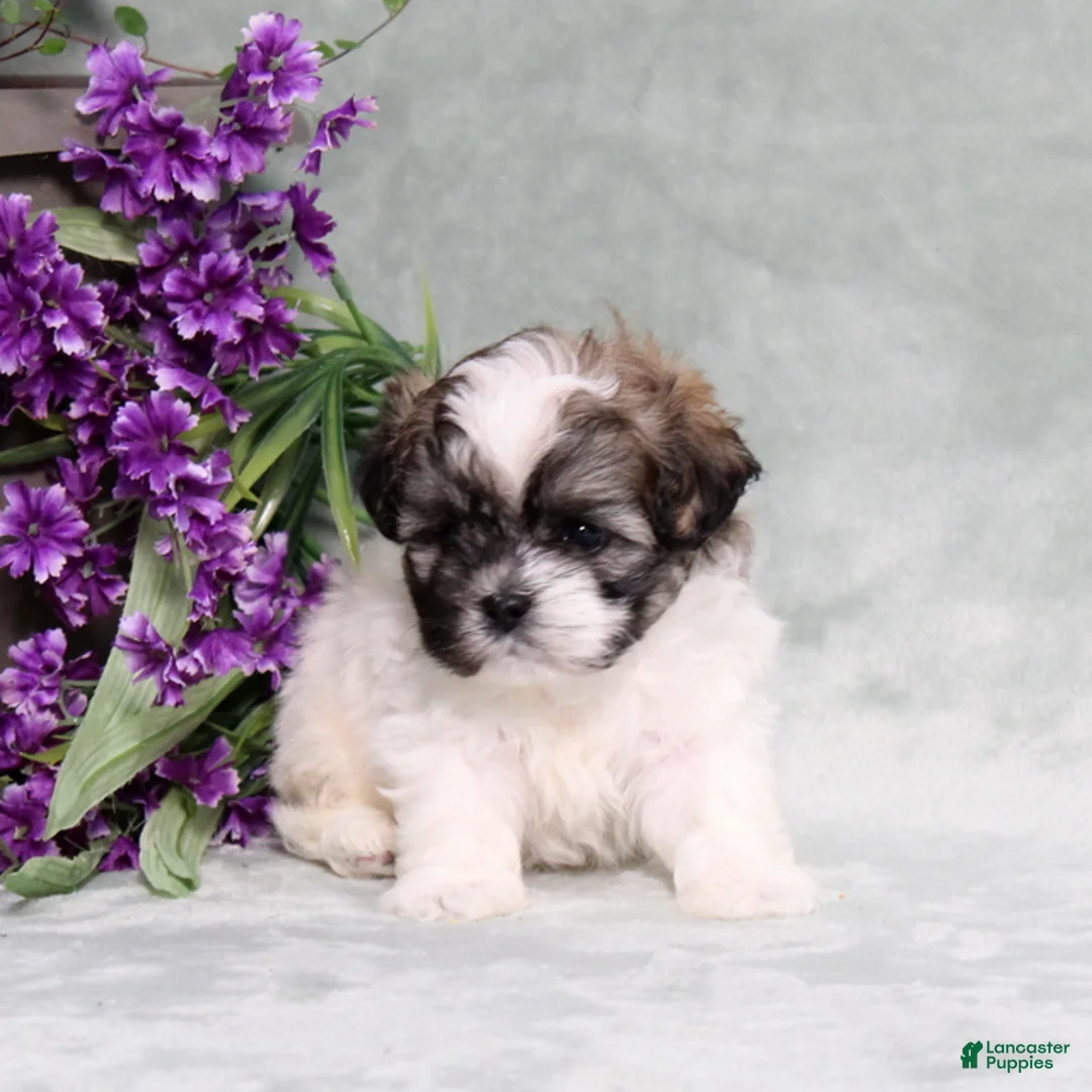 Teddy Bear dogs for sale: Waylon - Ad 2