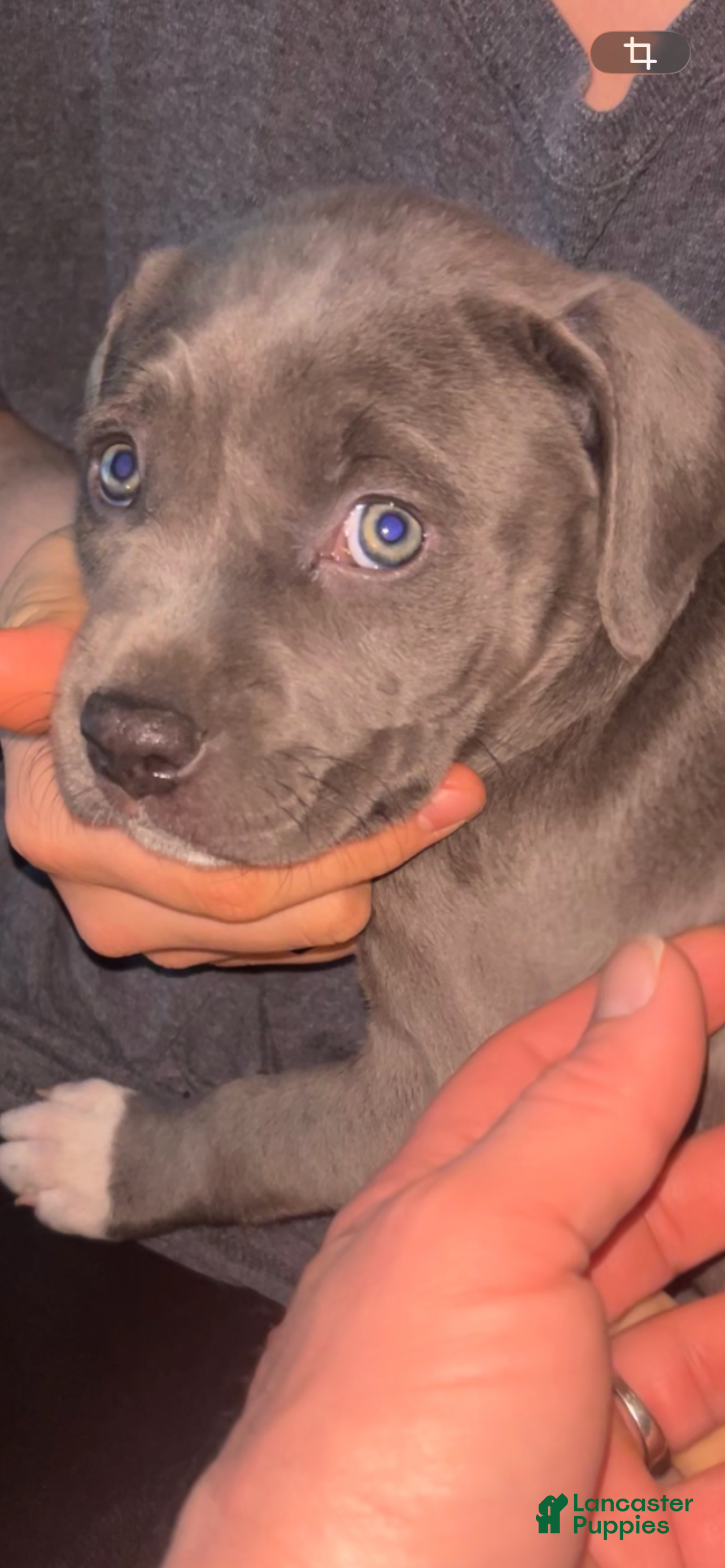 American Pit Bull Terrier dogs American Pit Bull Terrier Puppy 2 - Ad 26