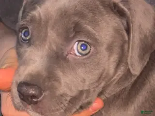 American Pit Bull Terrier dogs American Pit Bull Terrier Puppy 2 - Ad 26