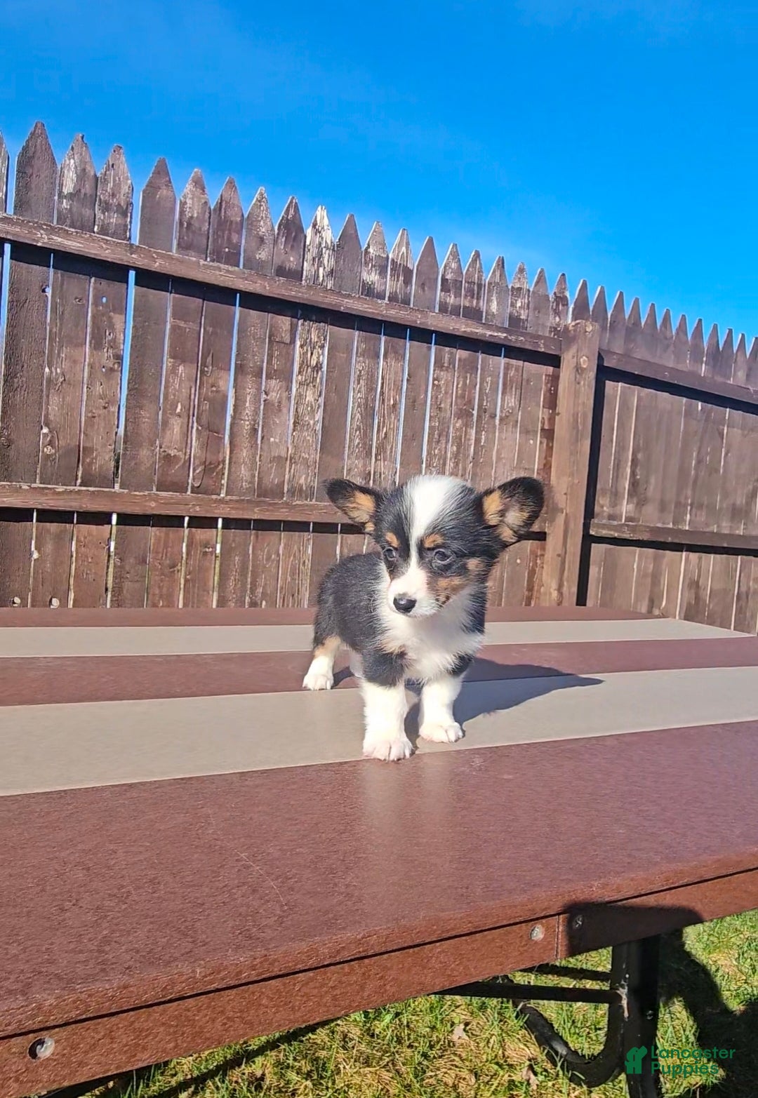 Mixed Breed dogs Rooster - Ad 10