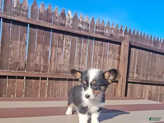 Mixed Breed dogs Rooster - Ad 10