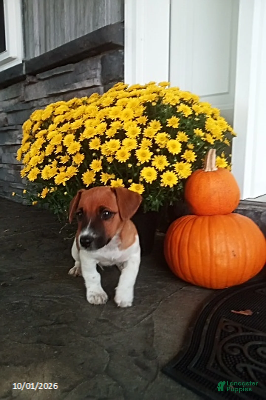 Jack Russell Terrier dogs for sale: Sparky - Ad 2