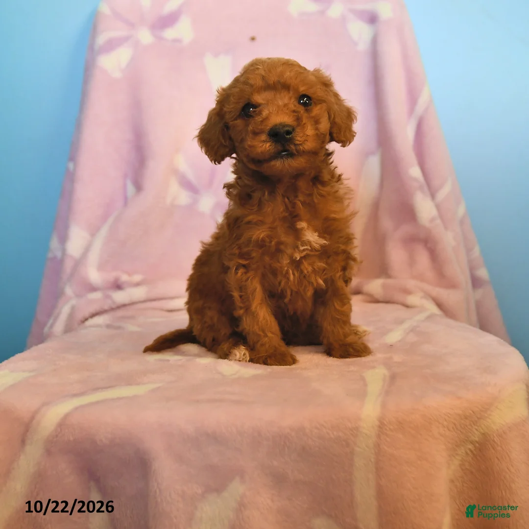 Mini Goldendoodle dogs for sale: Buddy - Ad 1
